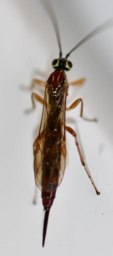 Réf. 270 265 : Tromatobia lineatoria